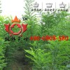 国槐苗-河南批发苗圃价低
