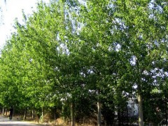 杨树-湖南鸿运苗木网图1