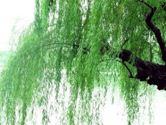 垂柳-湖南鸿运苗木网图1