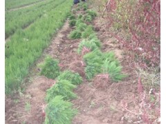 蜀桧(塔柏)小苗,蜀桧,镇平宏源苗木图2