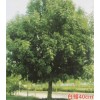 白蜡树40cm