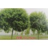 白蜡树13-15cm