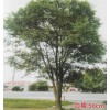 白榆50cm
