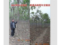 宛选8402,楸树,南阳市卧龙区创景苗木种植专业合作社图3