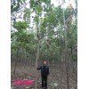 2年梓树,南阳市卧龙区创景苗木种植专业合作社