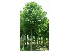 楸树批发/楸树价格18903940809｜速生楸树图2