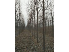 楸树批发/楸树价格18903940809｜速生楸树图3