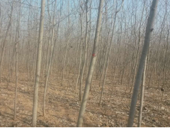 毛白杨, 太康县银香园林有限公司图1