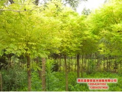 金枝槐，山东省滨州市大乔木基地图1