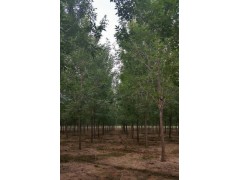 速生白蜡 白蜡树 白蜡价格 老白蜡 白蜡行道树 园林绿化树图2