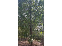 速生白蜡 白蜡树 白蜡价格 老白蜡 白蜡行道树 园林绿化树图3