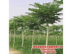 臭椿 基地出售臭椿 庭院绿化公园小区街道风景树地栽盆栽根茎健壮图2