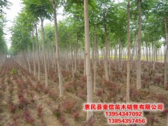 臭椿 基地出售臭椿 庭院绿化公园小区街道风景树地栽盆栽根茎健壮图3