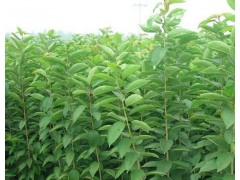 果树苗促销中，优质品种，图1