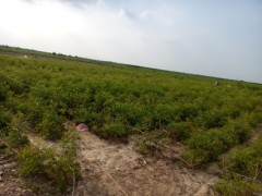 沾冬二号树苗图2