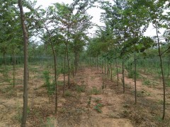 榉树 5-12公分榉树苗 榉树价格电议 洛阳新四季苗木图2
