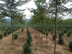 榉树 5-12公分榉树苗 榉树价格电议 洛阳新四季苗木图3