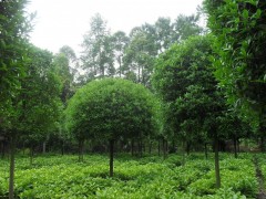 桂花工程苗大量供应图1