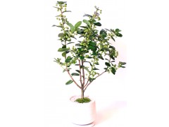 桂花工程苗大量供应图2