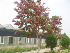 香花槐图2