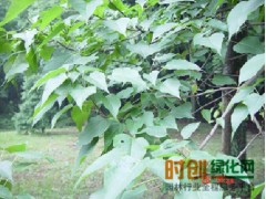 楸树大量供应图2