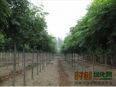 栾树小苗，栾树工程苗图2