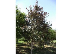 紫叶稠李价格_紫叶稠李苗木报价_五常市建华苗圃图2