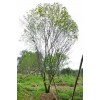 茶条槭-茶条槭价格_茶条槭信息_茶条槭介绍_茶条槭求购
