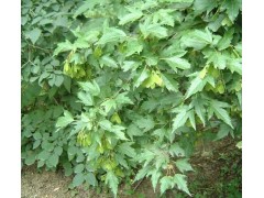 茶条槭-茶条槭价格_茶条槭信息_茶条槭介绍_茶条槭求购图2