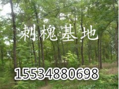 春季特供刺槐 【2--10公分】工程刺槐树数万图1