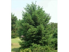 米径4.5-6cm红皮云杉价格,红皮云杉价格图2