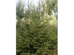 米径4.5-6cm红皮云杉价格,红皮云杉价格图3