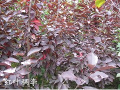 红叶稠李图1