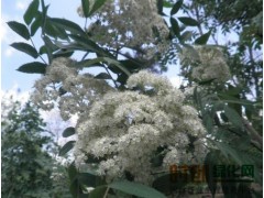 花楸，黑龙江花楸，花楸小苗，花楸工程苗图1