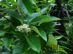 花楸，黑龙江花楸，花楸小苗，花楸工程苗图2