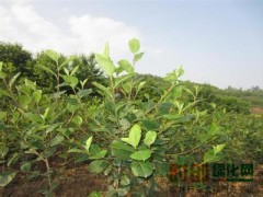 花楸，黑龙江花楸，花楸小苗，花楸工程苗图3