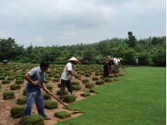 供应草坪，各类绿化草坪，马尼拉，天堂，百慕大，黑麦草混播价优图2