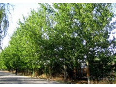 常年批发零售杨树，杨树合理，杨树，急售杨树图2