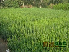水腊行情水腊，水腊优惠，水腊全年不间断供图1