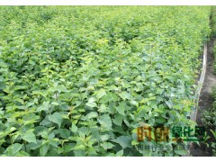 品种齐全，大小苗齐全，紫丁香全年不间断供图1