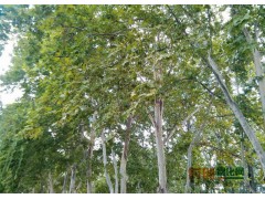 黑龙江白桦价格，白桦供应图1