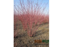 红瑞木大量供应-黑龙江省哈尔滨市鑫兴苗木图2