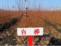 山杏3-4cm，8-12cm白桦5000棵，现货供应图2