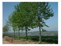 白榆小苗，白榆工程苗，白榆苗价格图1