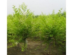 白榆小苗，白榆工程苗，白榆苗价格图3