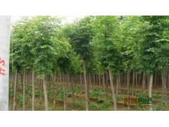河南桧柏，国槐，龙爪槐，香花槐现货供应图1
