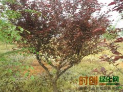 美人梅图3