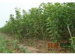 樱桃，樱桃苗，樱桃苗木基地，樱桃小苗，樱桃苗价格图1