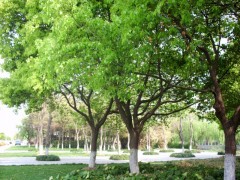 小叶香樟树，小叶香樟价格，小叶香樟专供图1