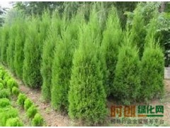 龙柏造型，龙柏小苗，龙柏基地，龙柏苗图1